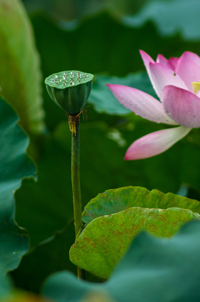 莲花
