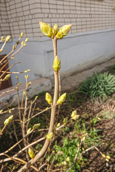 绿色的丁香花在早春绽放。手机照片
