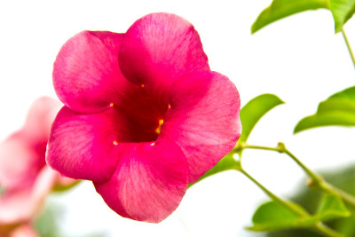 Allamanda Flowers, Saritaea magica Duyand, Purple 