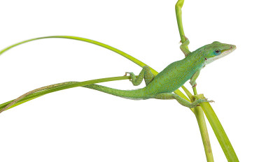 绿草上的蜥蜴。Caroline或krasnogorly anoles (Anoli