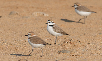 灰鸻，Pluvialis squatarola，在卡塔尔的海岸。有选择性的重点