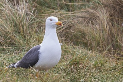 Larus marinus -北海海岸上的大白鸥巢。德国沙丘岛的野生照片。照片有很好的背景和散景