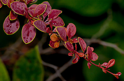 小檗的芽