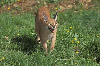 野猫，野猫，成年野猫，以防御姿势咆哮