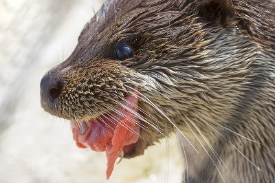 河水獭特写