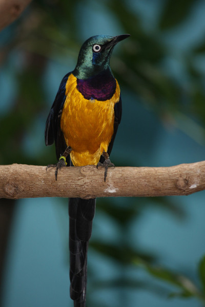 Golden-breasted燕八哥