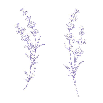 一套薰衣草花