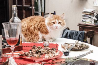 派对结束后，猫在桌子上