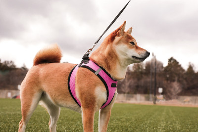 穿着亮粉色背带的日本柴犬