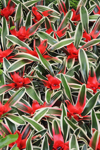 花隐花