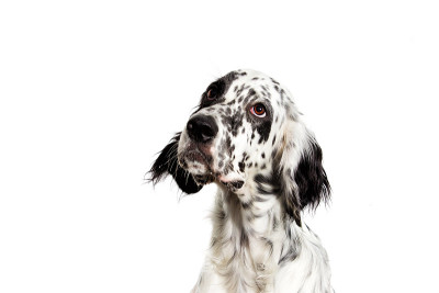 英国赛特犬的肖像