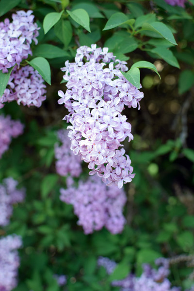 紫丁香(丁香)的春季开花。丁香花盛开,春天。