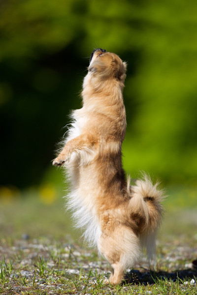户外的西藏猎犬