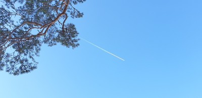 一架会飞的飞机和一根树枝。松枝和平枝。在蓝天上驾驶飞机。