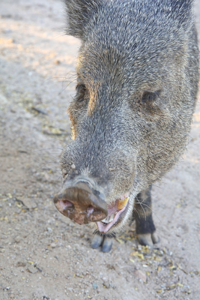 Javelina张着嘴