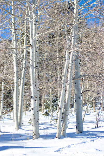 白杨树的树干在雪中