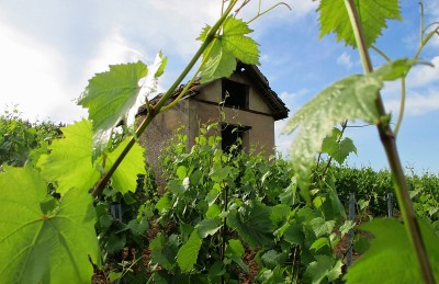 旧葡萄园小屋