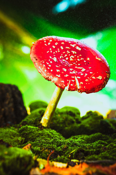 美丽的红色与白色斑点蘑菇上的苔藓