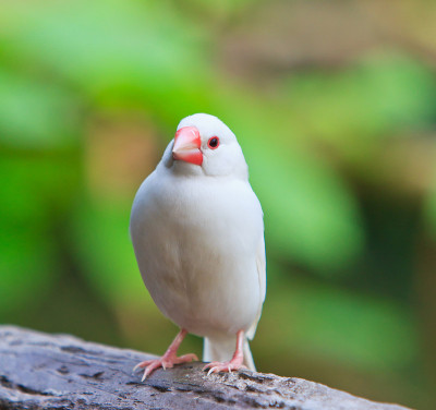 小鸟