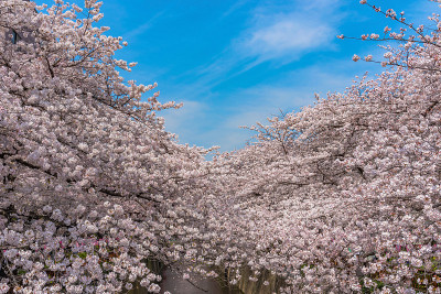 日本东京目黑河的樱花盛开季节