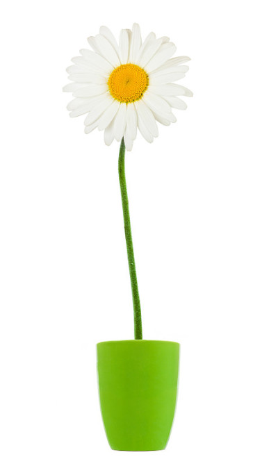 洋甘菊花卉