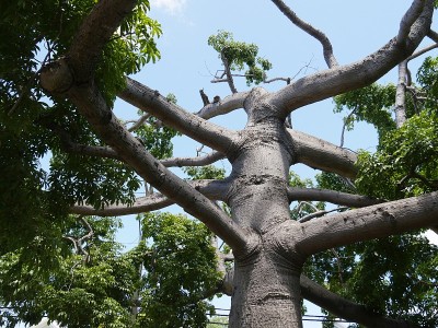 卡波克树
