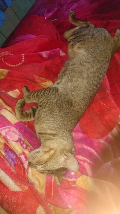 睡觉的猫
