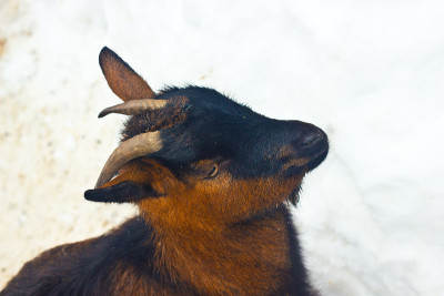 雪中的山羊