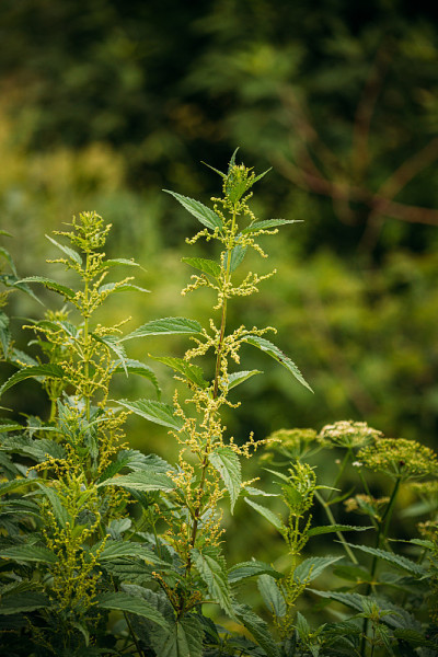 夏春草甸野荨麻的细枝。近距离