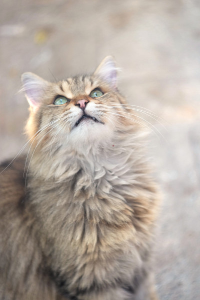 棕色栗鼠猫，彩色眼睛朝上