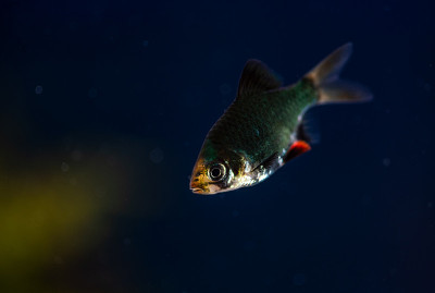 虎倒刺或绿倒刺。慢慢地在水族馆里游泳寻找食物，美丽的鱼有闪亮的绿色身体和红色的鳍末端。