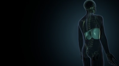 横膈膜人体呼吸系统解剖的3D插图。