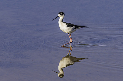 黑颈高跷鸟(Himantopus mexicanus)是一种当地丰富的美国湿地和海岸线滨鸟。格雷洛奇