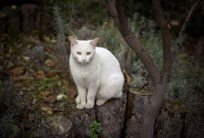 白色的猫