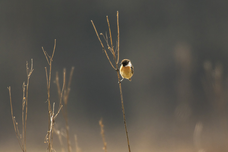 野鹟(saxicola torquatus)