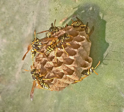 纸黄蜂和巢