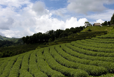 茶