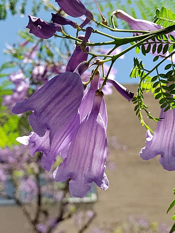 蓝花楹花