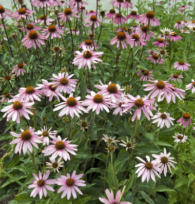 紫锥菊angustifolia