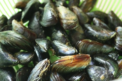 Marinière贻贝烹饪前准备
