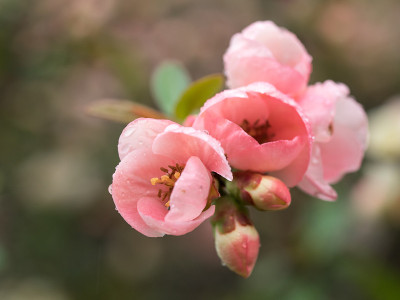美丽的粉红色日本温柏的花