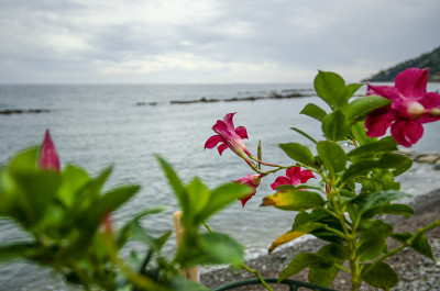 花和种植曼德维拉，杨树