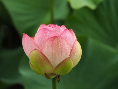 莲花