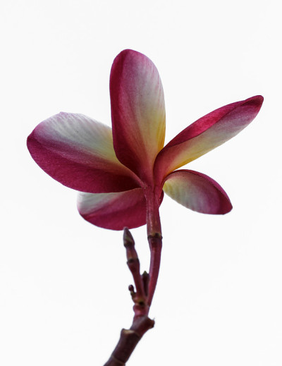 白底鸡蛋花
