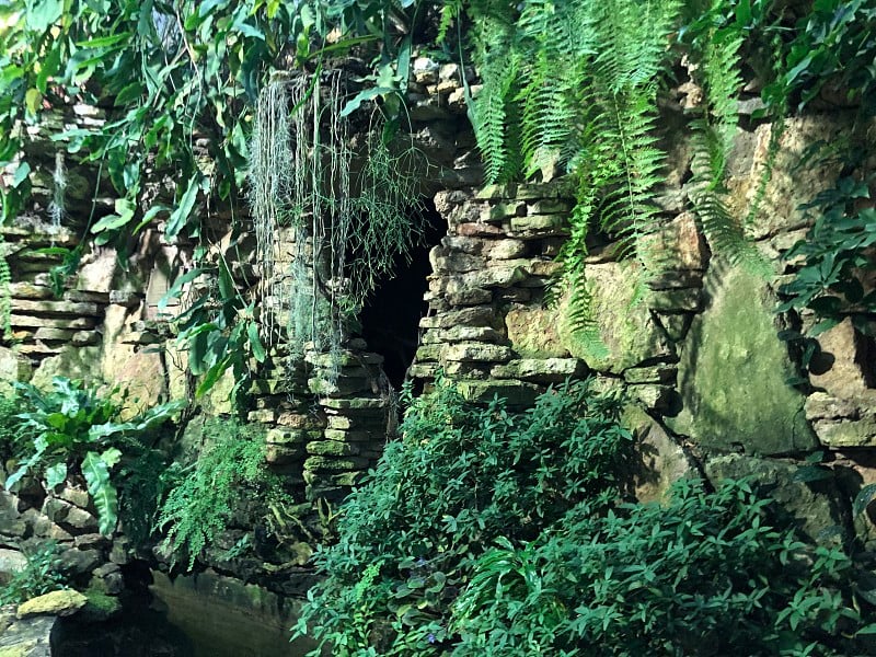 植物、热带植物学、生物学