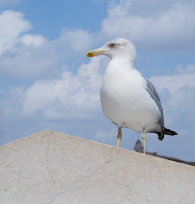 灵感欧洲银鸥图片(Larus argentatus)