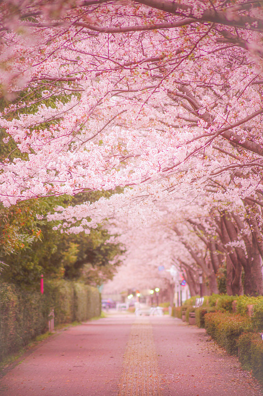 调府机场的Sakura