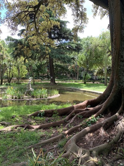 埃斯特雷拉公园-里斯本-树与树根在前景