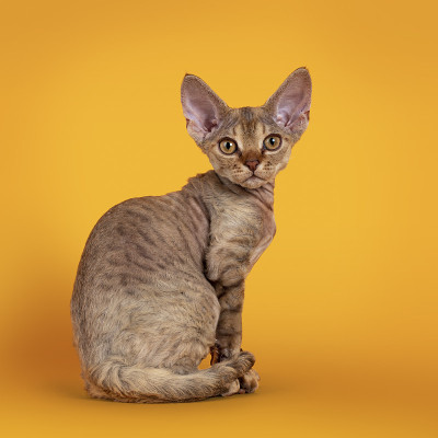 德文雷克斯小猫在黄色背景