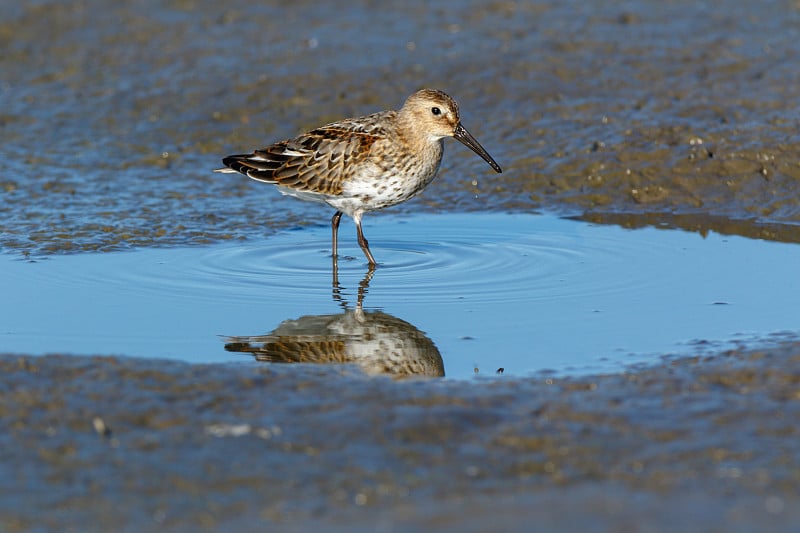 Dunlin (Calidris alpina)